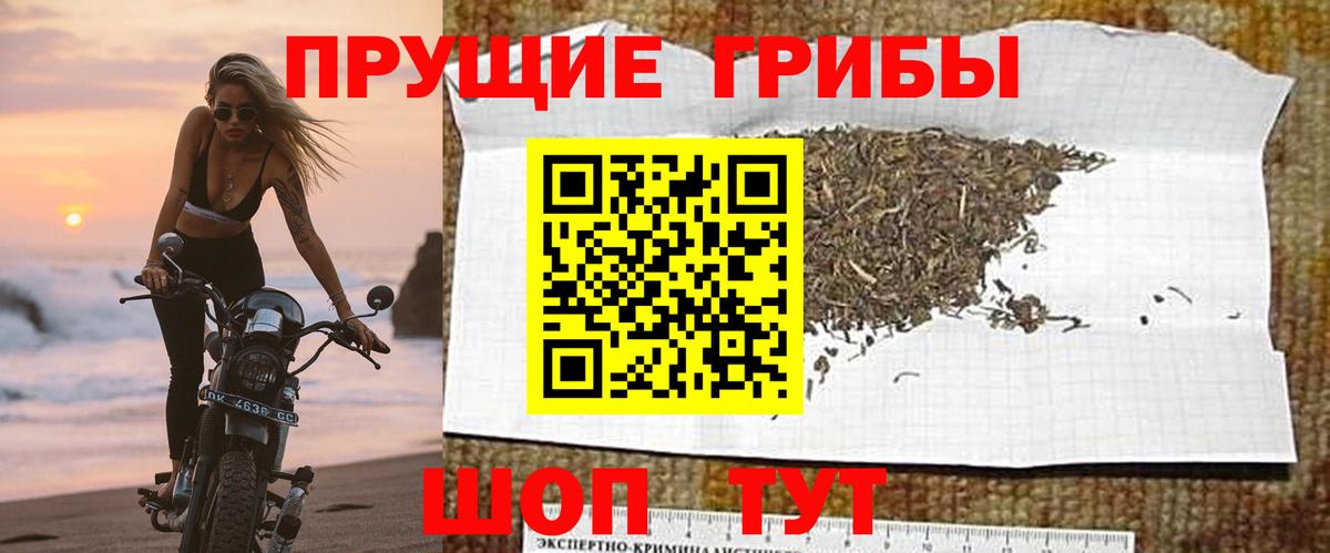 Псилоцибиновые грибы мицелий Дербент
